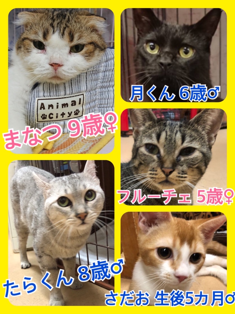 🐾今日の里親様募集中ニャンコ🐱メンバーです🐾2018,8,12